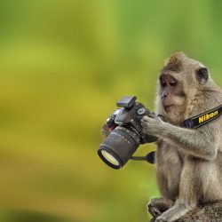 حیوانات علاقمند به دوربین عکاسی!