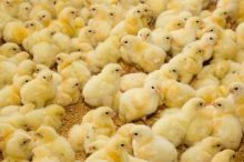 افزایش ۲۰ درصدی جوجه ریزی در مرغداری های گیلان
