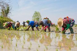 کاهش نگرانی تامین آب برای تولید برنج سال آینده رشت
