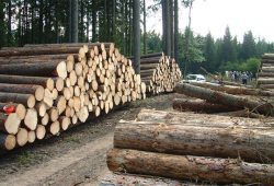 دستور رئیس کل دادگستری گیلان برای توقف برداشت چوب از جنگل ها