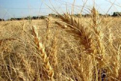 هند بزرگترین صادرکننده گندم دنیا می شود