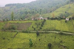 کاهش هجوم غیربومی ها برای تغییرکاربری باغات چای کشور