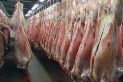 کاهش ۵۰ درصدی مصرف گوشت قرمز در ایران / رئیس شورای تامین دام: جگر دام ها بر اثر خشکسالی سوراخ شده