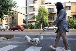 کیهان: سگ گردانی “معضل اساسی” جامعه است/ قوه قضائیه ورود کند