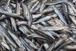 صید ۶ میلیاردی کیلکا ماهیان توسط صیادان گیلانی