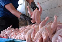 توزیع بیش از هزار و ۵۰۰ تن مرغ گرم در گیلان