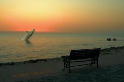داستان نهنگ در ساحل بوشهر چه بود؟ + فیلم