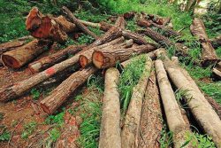کاهش ۱۶ درصدی قطع اشجار جنگلی در گیلان / افزایش درگیری با قاچاقچیان