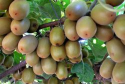 صادرات کیوی گیلان به برزیل برای اولین بار