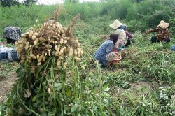 پیش بینی برداشت بیش از ۱۱ هزار تُن بادام زمینی در گیلان