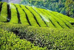 خرید بیش از ۱۱۵ هزار تُن برگ سبز چای از باغات شمال کشور