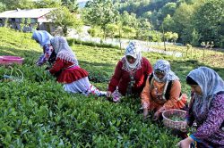 آغاز چین سوم برگ سبز چای / حدود ۳۰ هزار تن برداشت می شود