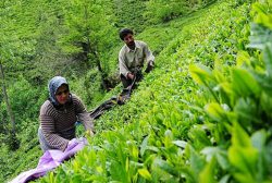 رشد ۲۳ درصدی خرید برگ سبز چای از چایکاران