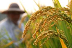 افزایش تولید یک میلیون تنی برنج در استان های شمالی