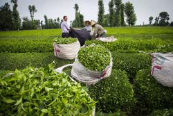خرید بیش از ۸۰ هزار تن برگ سبز چای/ ۷۷ درصد مطالبات پرداخت شد