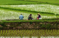 برنج ایرانی به چه قیمتی از کشاورز خریداری می شود؟
