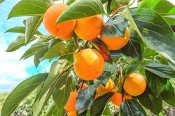 امسال ۳۶۹ تن میوه خرمالو در رودسر برداشت می شود