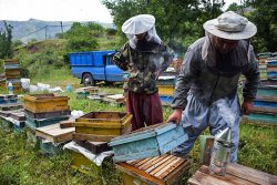 تولید بیش از ۶ هزار تن عسل در گیلان
