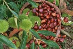 برداشت شاه بلوط از شفت، قطب تولید این میوه در ایران
