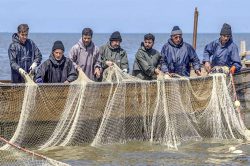 کاهش ۱۰ درصدی صید ماهیان استخوانی در سواحل آستانه اشرفیه