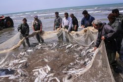 رشد ۱۱ درصدی صید ماهیان استخوانی در دریای خزر