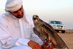 زندگی در کشورهای عربی کابوس پرندگان شکاری بوجاق
