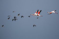میزبانی گیلان از ۲۲۰ هزار پرنده آبزی و کنارآبزی / شکار همچنان ممنوع است