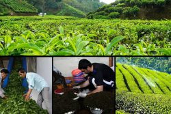 مصرف سالانه ۷۰ هزار تُن چای در کشور / نیازمند واردات هستیم