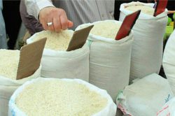 برنج هاشمی جایگزین صدری در برخی از شالیزارهای آستانه