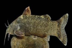 ثبت گونه جدید ماهی کشف شده به نام «علی دایی»
