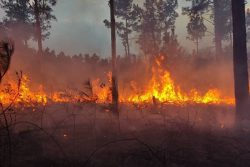 وقوع حریق در اراضی جنگلی ۳ شهرستان / تداوم اطفاء آتش در شفت