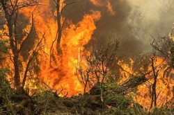 آتش سوزی ۵۰ هکتار از جنگل های گیلان در پی وزش باد گرم
