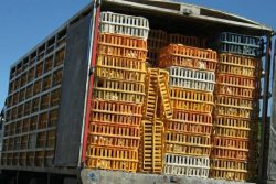 کشف ۱۳۵۰ قطعه مرغ زنده بدون مجوز حمل در جاده رشت – رودبار