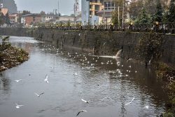 مشکلات رودخانه های آلوده رشت مردم را تحت تاثیر قرار داده