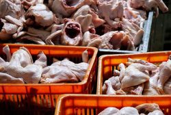 کشف ۱۸۰ کیلوگرم مرغ و گوشت غیرمجاز در یک منزل مسکونی