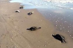 گرفتار شدن در تور صیادان علت مرگ باکلان ها در سواحل چابکسر