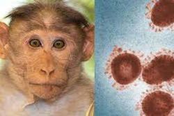 انجام ۲۹۱ تست آبله میمونی در کشور؛ تاکنون / نیازی به واکسیناسیون عمومی علیه آبله نیست