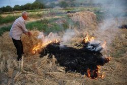آتش زدن کاه و کلش محصول برنج مصداق آلودگی محیط زیست است