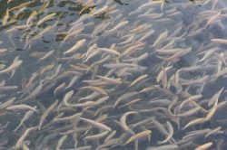رهاسازی یک میلیون قطعه بچه ماهی کپور در تالاب انزلی