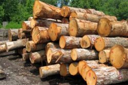 تشکیل ۵۰۰۰ پرونده «قاچاق چوب» در سال جاری
