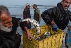 کاهش ۲۲ درصدی صید ماهیان استخوانی خزر در گیلان
