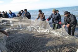 افزایش ۳ درصدی صید ماهیان استخوانی در گیلان