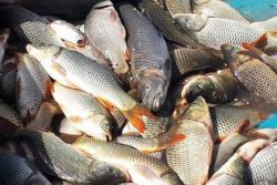 صید بیش از ۹۰۰ تنی انواع ماهی استخوانی در استان گیلان